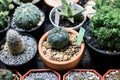 House plants miniature cactus pot with small stones placed special prickly decorate in the garden farm is blooming / various types