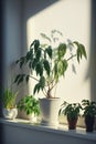 House plants in pot on the floor with sunlight, greenhome
