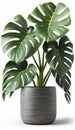 Lively Accents, House Plants in Pots, Isolated on White Background - Generative AI