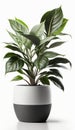 A Touch of Nature, House Plants in Wooden Pots, Isolated on White Background - Generative AI