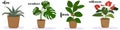 House plants set. Indoor garden plants, collection of potted plants on white background. With a cursive text name Aloe, Monstera,