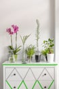 House plants on a white chest of drawers decorated with washi tape