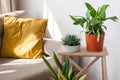 House plants on a wooden stand with a metal watering can in a Scandinavian interior. concept greening the living space