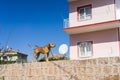 House protecting dog Royalty Free Stock Photo