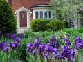 house with purple iris flowers in bloom Royalty Free Stock Photo