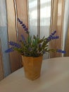 House purple plant in handmade pot