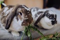 House Rabbits