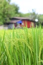 House in the rice field