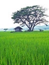 House in the Rice field Royalty Free Stock Photo