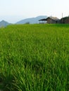 House in the rice fields and bamboos Royalty Free Stock Photo