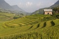 House in rice fields in sapa in vietnam Royalty Free Stock Photo