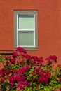 House with rose bushes, summer flowers. Beautiful red roses on facade at window at the house in street countryside Royalty Free Stock Photo