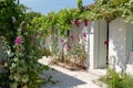 House in rose hollyhock bloom on Ile d`Aix Charente maritime France