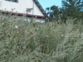 House in the Russian village. Overgrown with wild plants and wormwood street and roadway. Remote area Royalty Free Stock Photo