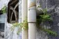 Water pipe overgrown with wild moss