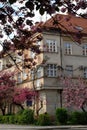 House and Sakura Trees in Blossom, Uzhgorod, UA