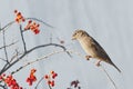 House sparrow Royalty Free Stock Photo