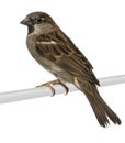 House Sparrow Royalty Free Stock Photo