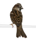 House Sparrow Royalty Free Stock Photo