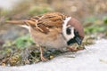 House sparrow