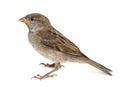 House Sparrow