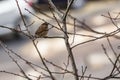 House Sparrow Royalty Free Stock Photo