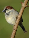 House sparrow