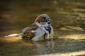 The house sparrow bathes in a pond