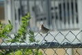 House sparrow bird, all over world, sitting on chain link fence Royalty Free Stock Photo