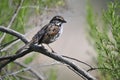 Wildlife Birds Series - House Sparrow - Passeridae