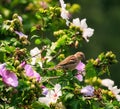 House Sparrow Bird with Japanese Beetle in its Beak in a Rose of Sharon Hibiscus Tree Royalty Free Stock Photo