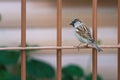 House Sparrow bird Royalty Free Stock Photo