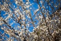 House sparrow bird, or passer domesticus, standing on Blossoms on a blooming tree with white flowers during spring with blue sky.