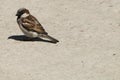 House sparrow bird sitting basking in the sun Royalty Free Stock Photo