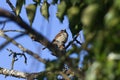 house sparrow bird in tree (Passer domesticus)