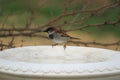 House Sparrow On Birdbath