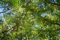 House sparrow birds resting on the branches of an evergreen pine tree Royalty Free Stock Photo