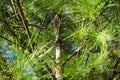 House sparrow birds resting on the branches of an evergreen pine tree Royalty Free Stock Photo