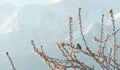 House sparrow on blooming plum tree in the early morning in springtime with alpine snow mountains, Austria