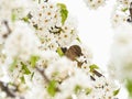 House sparrow in a blossom tree tree Royalty Free Stock Photo