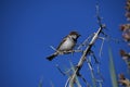 House sparrow on branch against blue sky - Passer domesticus