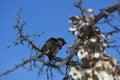 House sparrow on branch against blue sky - Passer domesticus