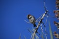 House sparrow on branch against blue sky - Passer domesticus