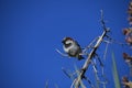 House sparrow on branch against blue sky - Passer domesticus