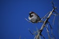 House sparrow on branch against blue sky - Passer domesticus