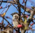 House sparrow in the branch forest Royalty Free Stock Photo