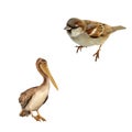 House Sparrow, Brown Pelican