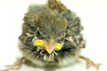 House Sparrow Chick Close Up