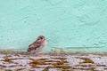 House Sparrow chick sitting on the ground in the city Royalty Free Stock Photo