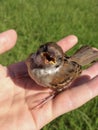 House sparrow chirping on a hand with grass on the background